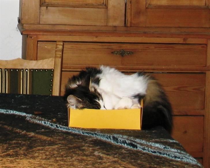 Blanding af racer Norsk skovkat/Agnes R.I.P - Der er da alt for meget plads! billede 15