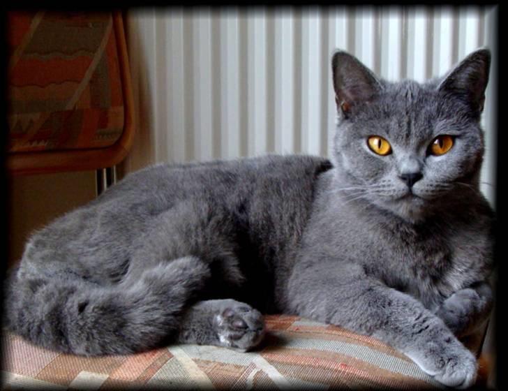 British Shorthair Bailey billede 1