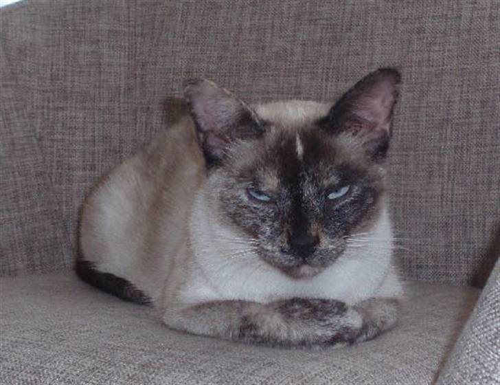 Huskat Mille - Queen Mille  billede 1