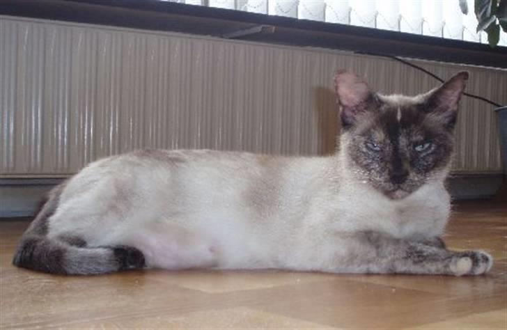 Huskat Mille - Millemis billede 2