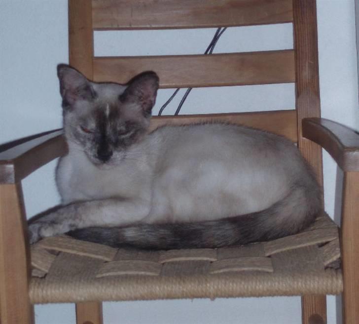 Huskat Mille - Mille som halvstor killing billede 3