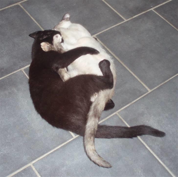 Huskat Mille - Mille og Snoopy leger kort efter han flyttede ind billede 4