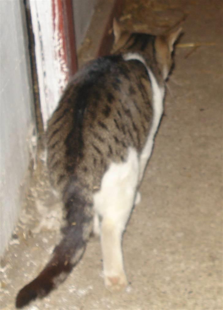 Huskat VRCL's Super Oskar *RIP* billede 6