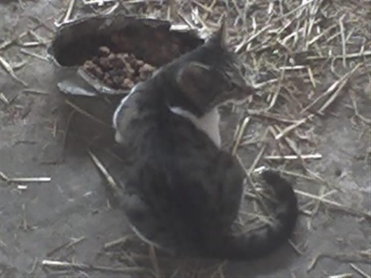 Huskat VRCL's Super Oskar *RIP* billede 7