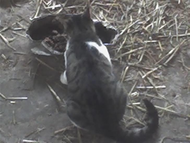 Huskat VRCL's Super Oskar *RIP* billede 8