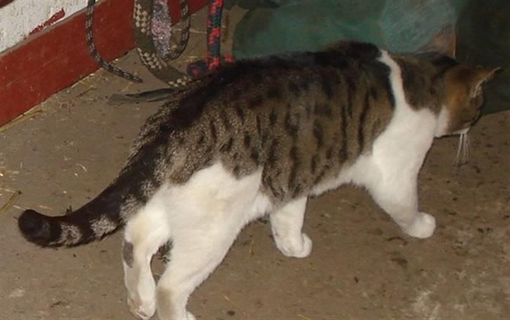 Huskat VRCL's Super Oskar *RIP* billede 9