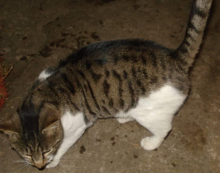 Huskat VRCL's Super Oskar *RIP* - sving med røven billede 10