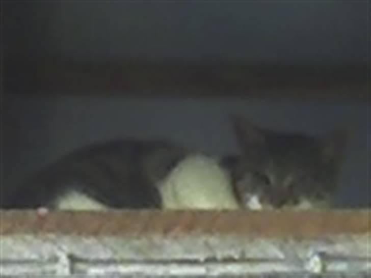 Huskat VRCL's Super Oskar *RIP* billede 11