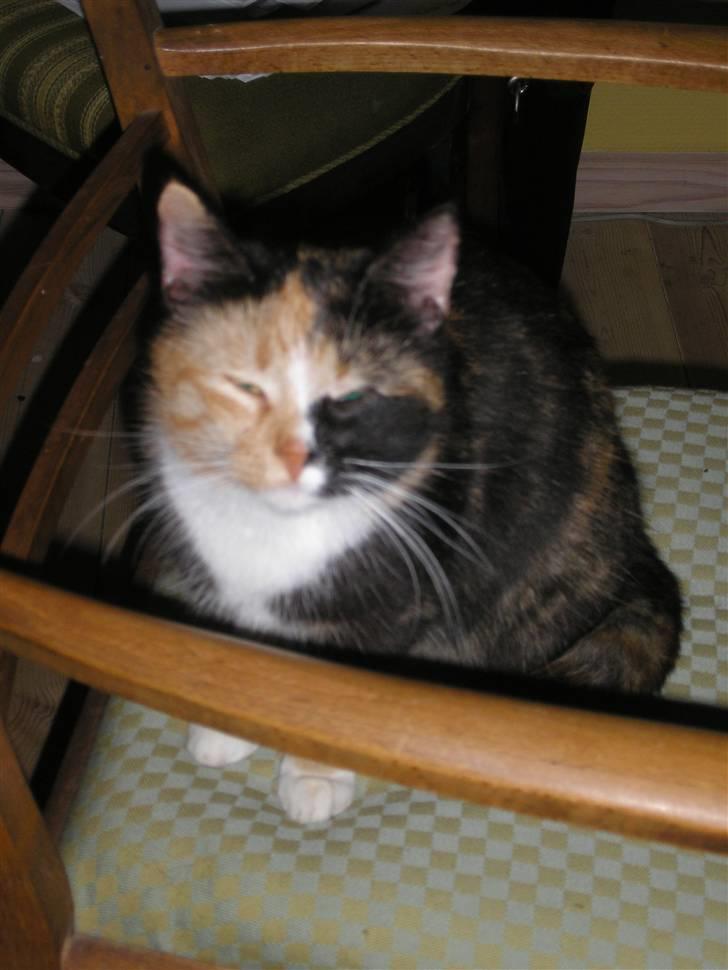 Huskat Possum ( Løbet Væk ) billede 18