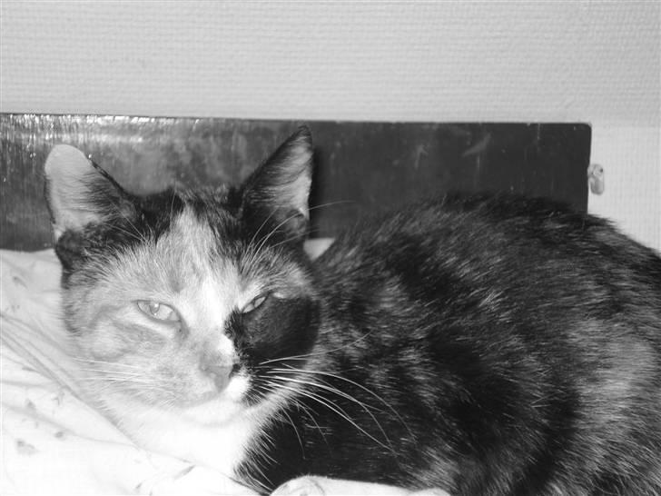 Huskat Possum ( Løbet Væk ) billede 19