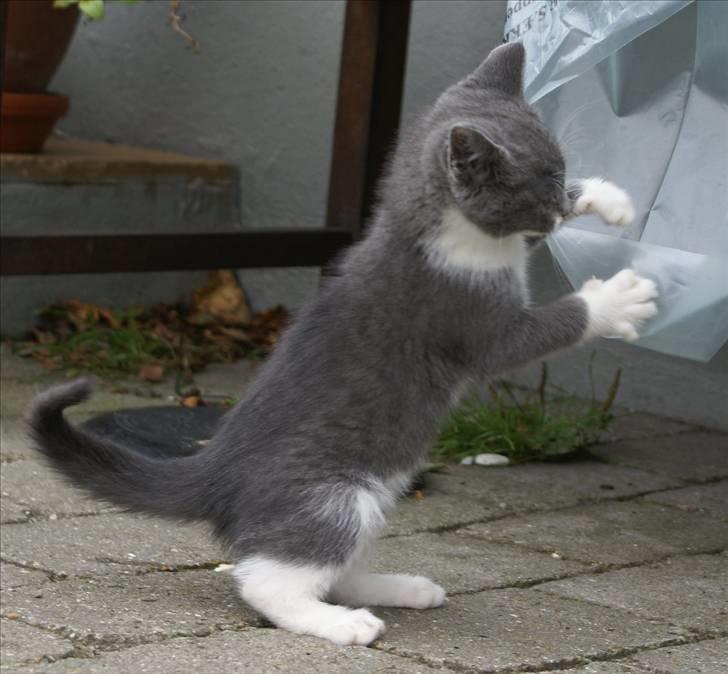 Huskat Bette Mus billede 18