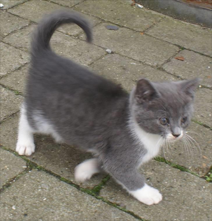 Huskat Bette Mus billede 19