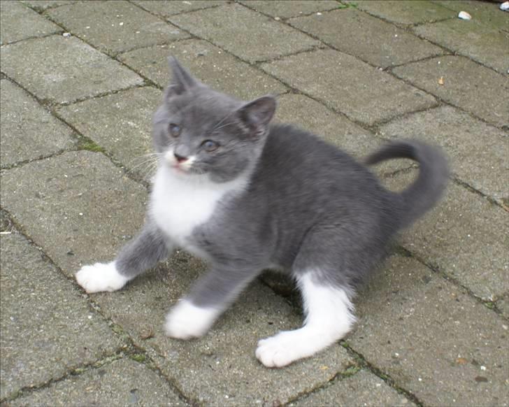 Huskat Bette Mus billede 20