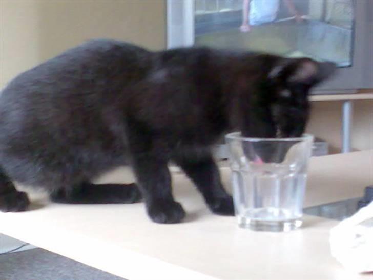 Huskat Tyson <givet væk> - hmm mælk billede 1