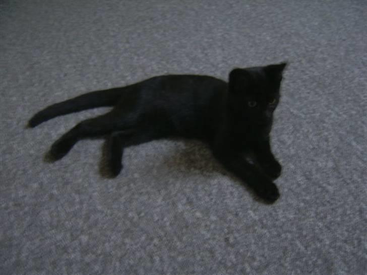 Huskat Tyson <givet væk> - pyha, det hårdt og være kat billede 2