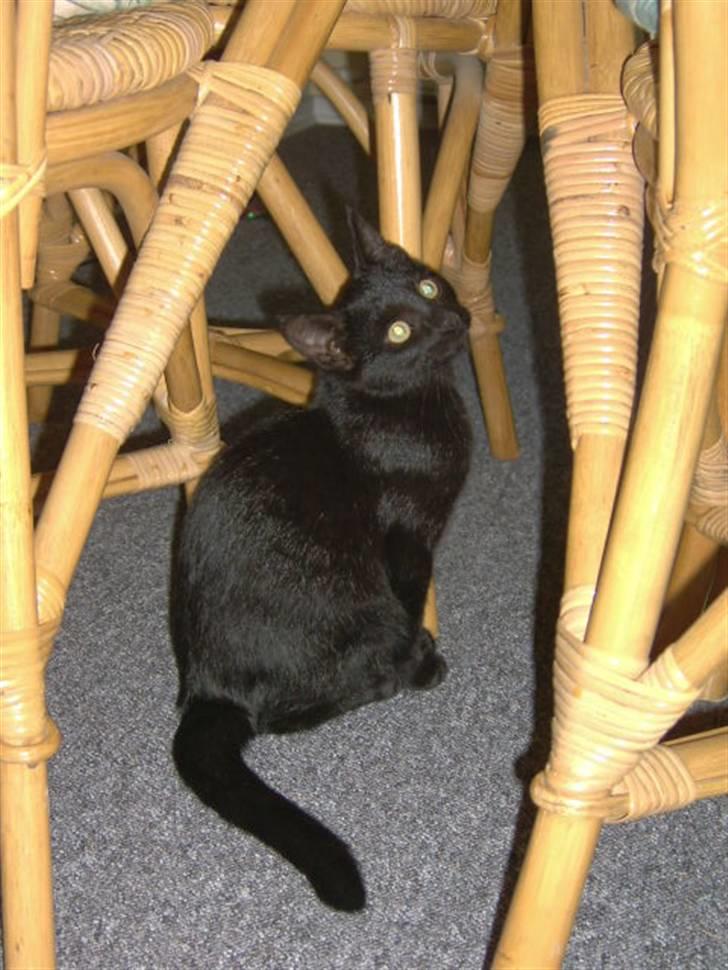 Huskat Tyson <givet væk> - lille bandit.. har lige været i gang med at ødelægge stolene billede 3