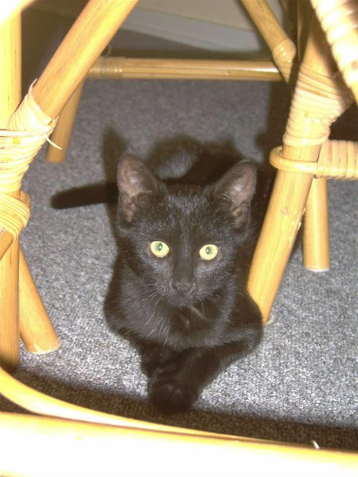 Huskat Tyson <givet væk> - slank model billede 4