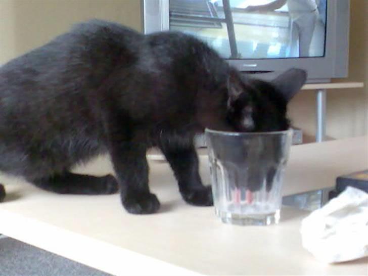 Huskat Tyson <givet væk> - alt skal drikkes billede 5