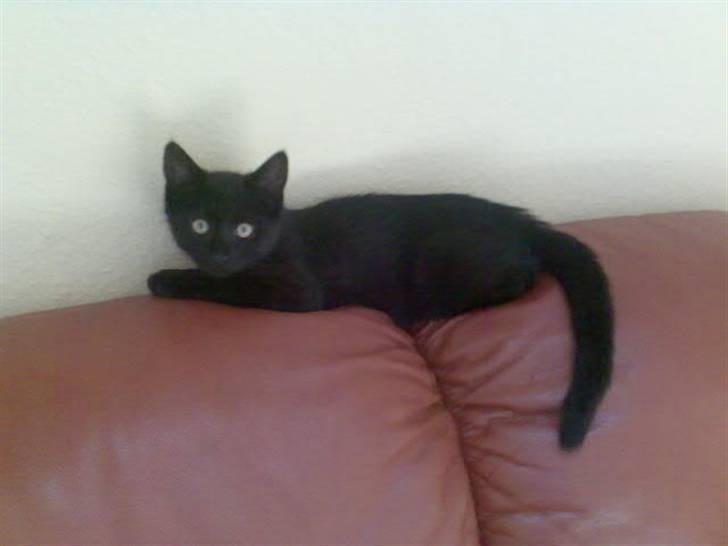 Huskat Tyson <givet væk> - her er hun ikke ret gammel. ca.16 uger billede 6