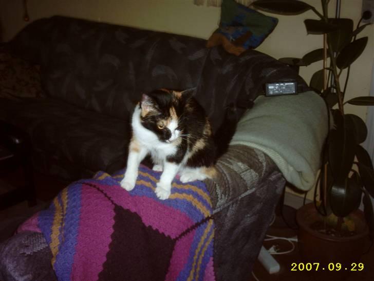 Blanding af racer Mini mis - Søte mis <3 billede 9