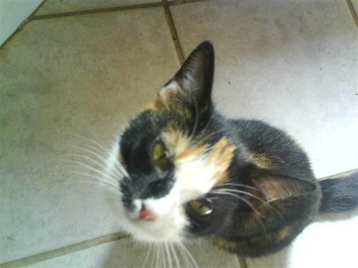 Blanding af racer Mini mis - Hejsa deroppe :) billede 10