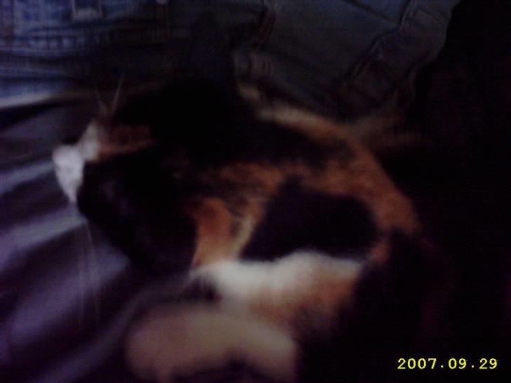 Blanding af racer Mini mis - Ligger på mors ben :) billede 11