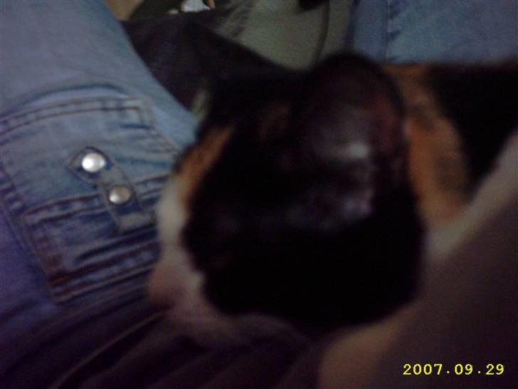 Blanding af racer Mini mis - Igen igen <3 billede 12