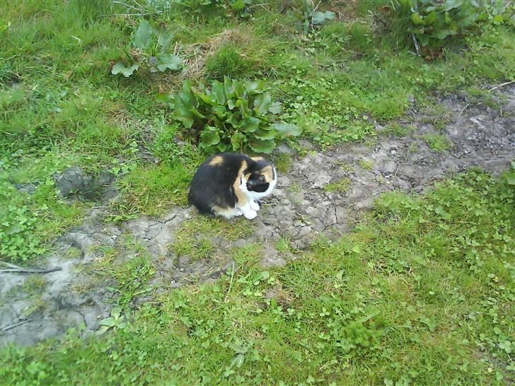 Blanding af racer Mini mis billede 13