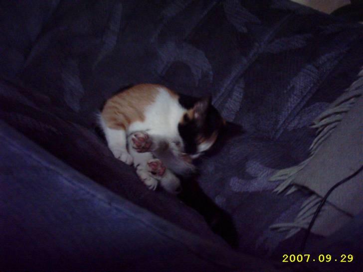 Blanding af racer Mini mis - Så skal der vaskes ;) billede 14