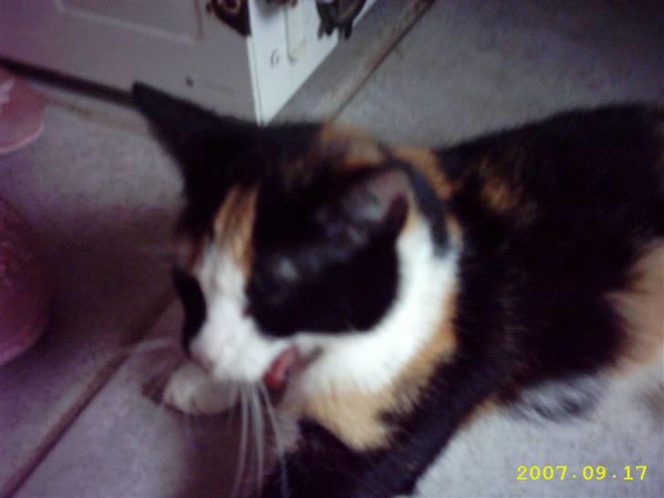 Blanding af racer Mini mis - GAAAAAAAAAAAAAAAAAAB :) billede 15