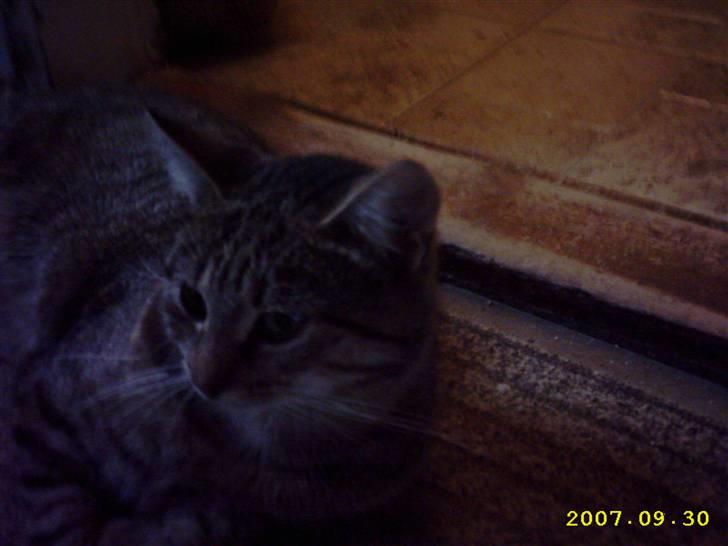 Blanding af racer Basse - Hans søde hoved <3 billede 7