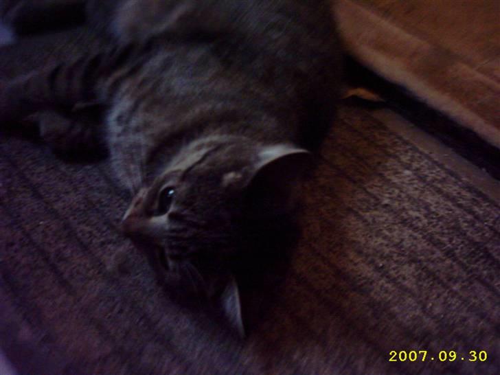 Blanding af racer Basse - Igen <3 billede 8