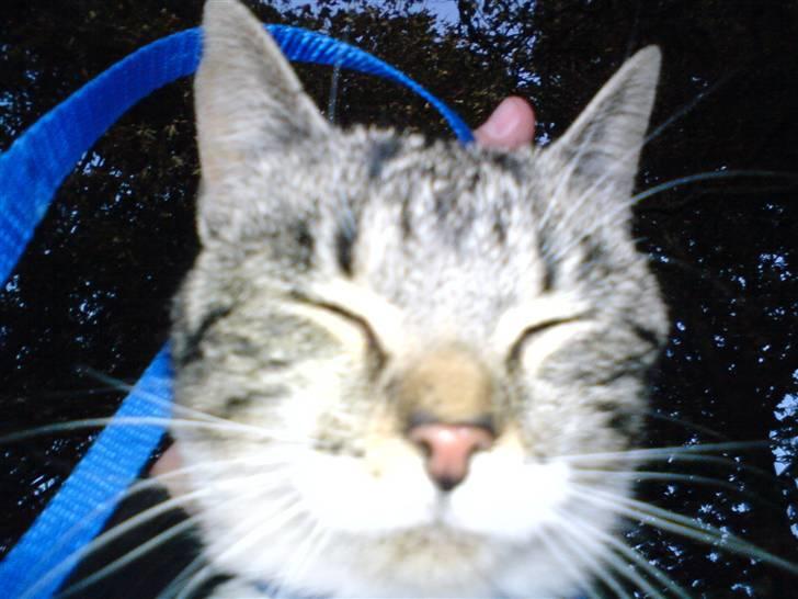 Huskat Sylvester! HAR FØDT - Det var  halv mørkt, men fik lige lyset fra kamararet ind i øjne....det var ikke fordi jeg sov ! :-D billede 10