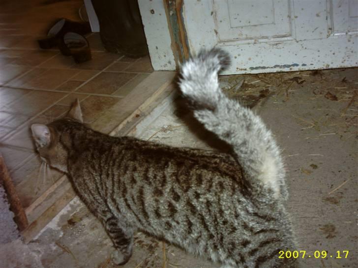 Blanding af racer Basse - Nu tror jeg at jeg smutter ;) .. Farvel <3 billede 9