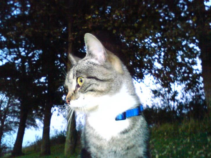 Huskat Sylvester! HAR FØDT - Var det en lyd ? billede 11