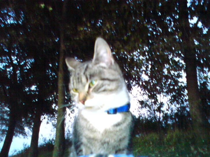 Huskat Sylvester! HAR FØDT - Nej, det var ingen ting. billede 12