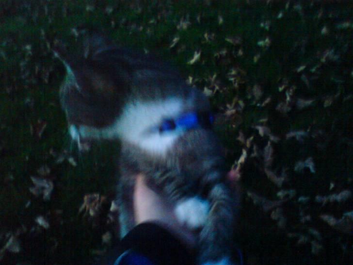 Huskat Sylvester! HAR FØDT - Slip mig dog ! billede 13