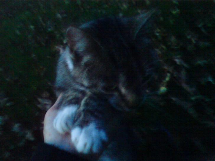 Huskat Sylvester! HAR FØDT - Hold kæft hvor er jeg lovli billede 14