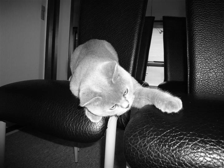 British Shorthair Mika Død 12/04-09 - Ballade igen :D billede 9