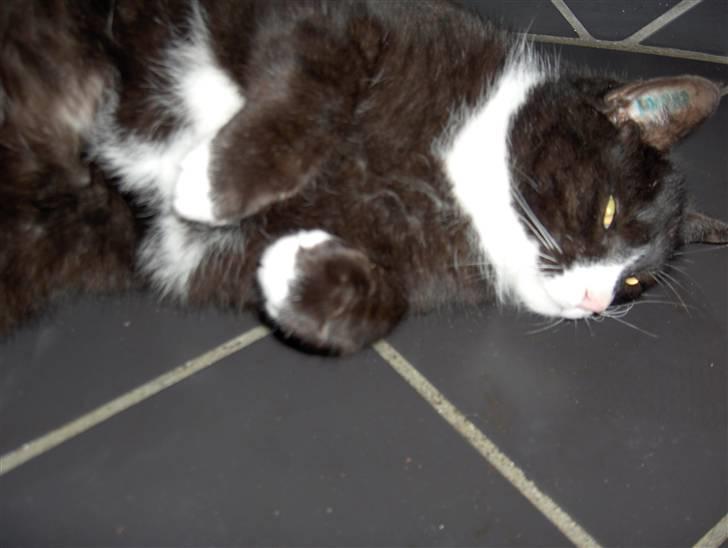 Huskat Emil - uhh det er derligt  billede 7