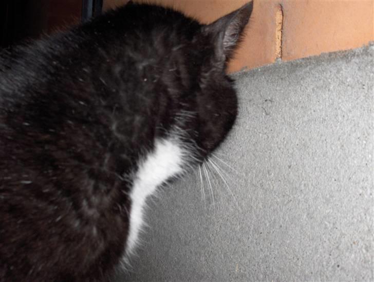 Huskat Emil - her gide han ikke at se mig billede 8