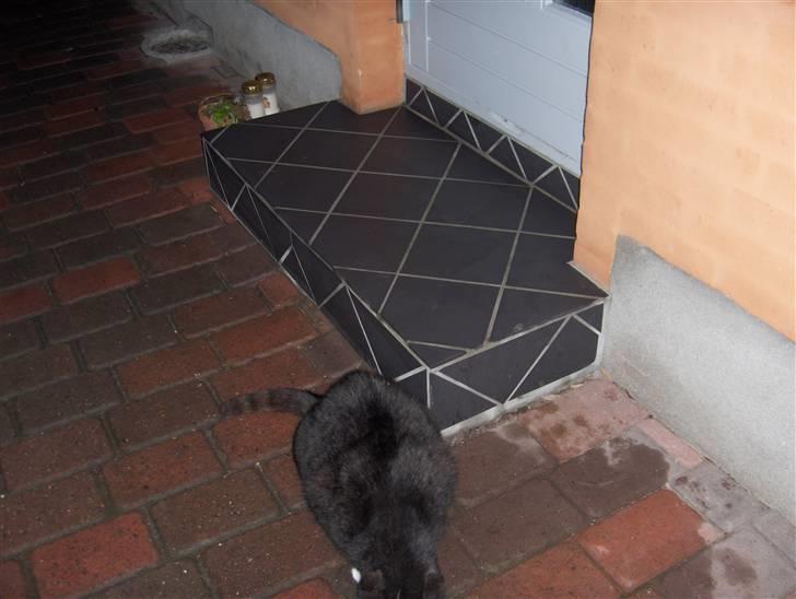 Huskat Emil - her at hen ved ad går billede 9