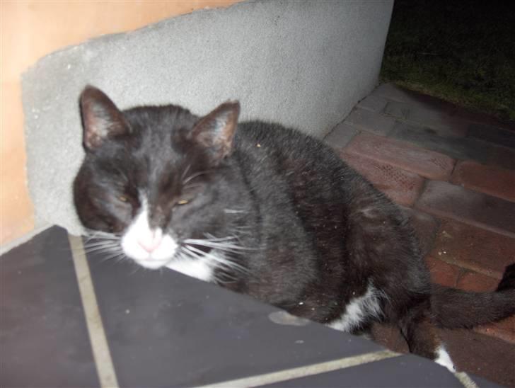 Huskat Emil - her sid han igen billede 10