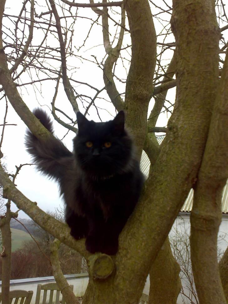 Blanding af racer Mille - Feb. 2008 et halvt år gammel. billede 1