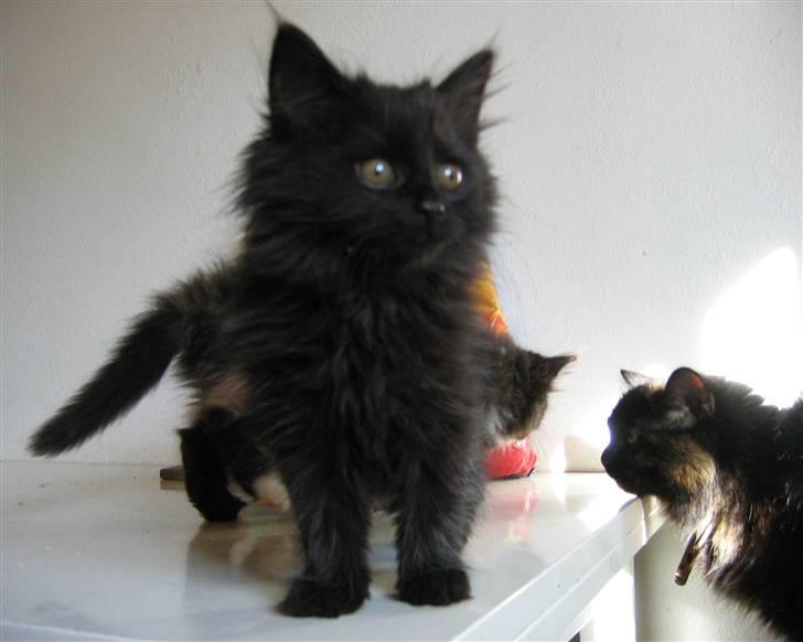 Blanding af racer Mille - 10 uger billede 2