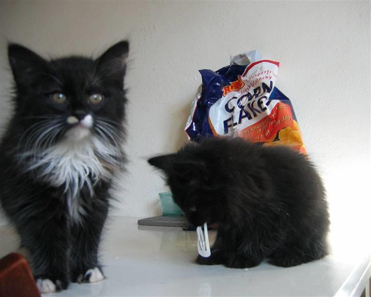 Blanding af racer Mille - MAMS! Jeg spiser frejas hårspænde. Mille og søster Paddy, 10 uger gl. billede 3