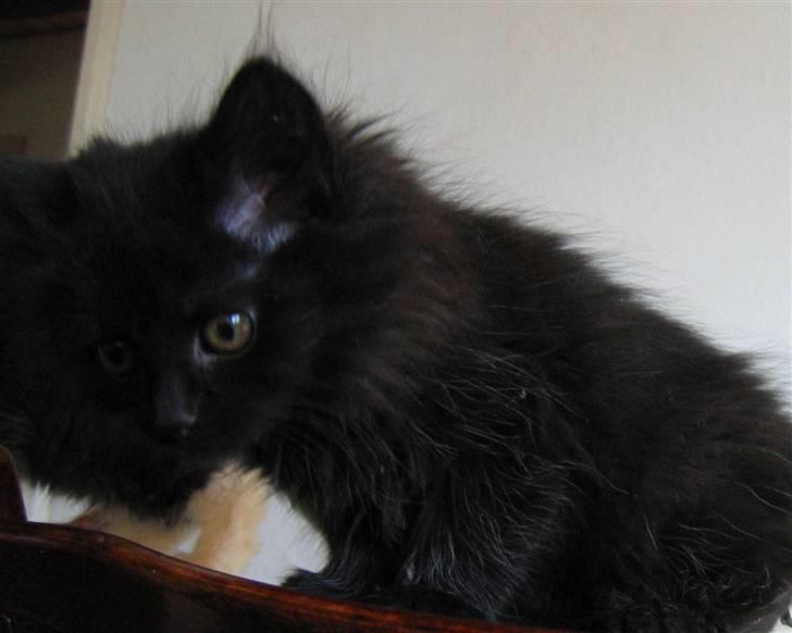 Blanding af racer Mille - 10 uger gl. billede 4