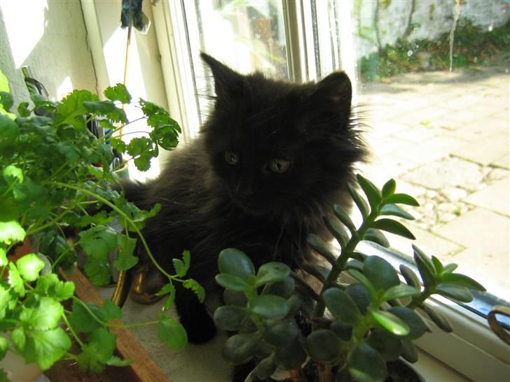 Blanding af racer Mille - 10 uger gl. billede 5