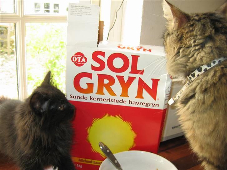 Blanding af racer Mille - Mille og Signe. (Signe er Mille´s oldemor) billede 6