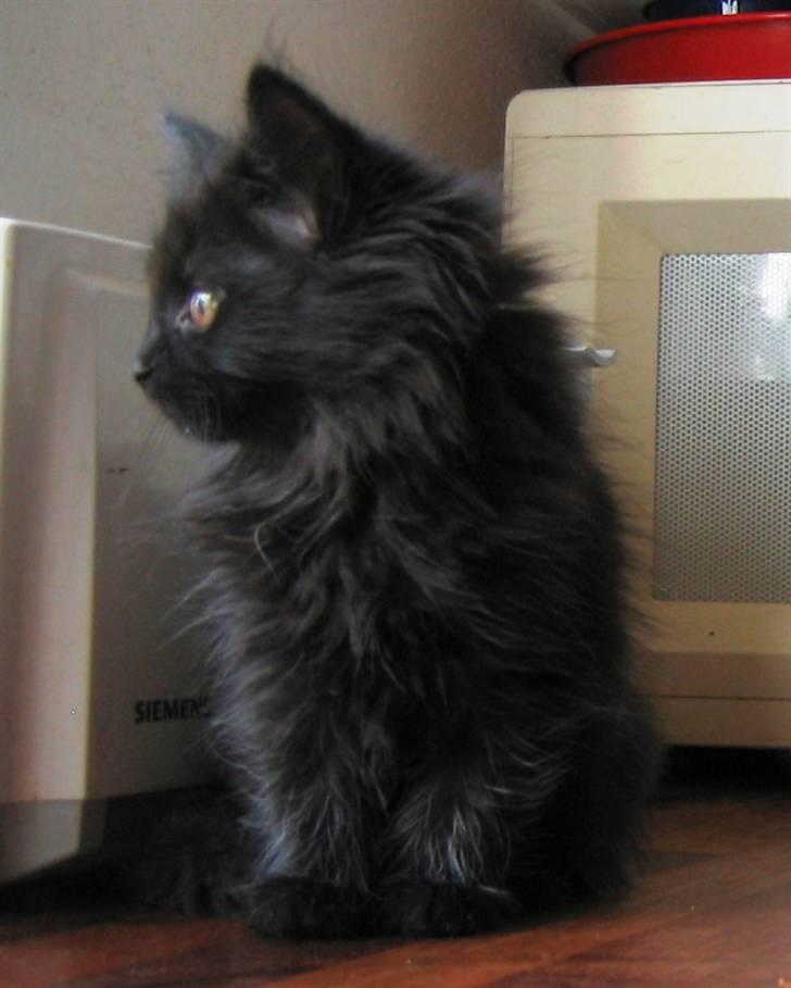 Blanding af racer Mille - Mille 10 uger. billede 7